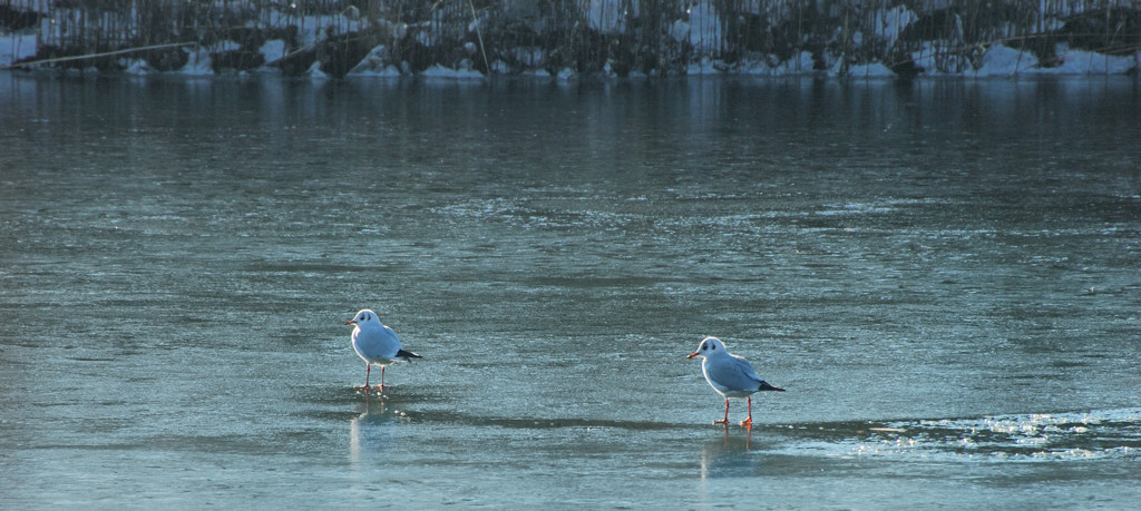 T'avevo detto che era meglio restare a casa :-)