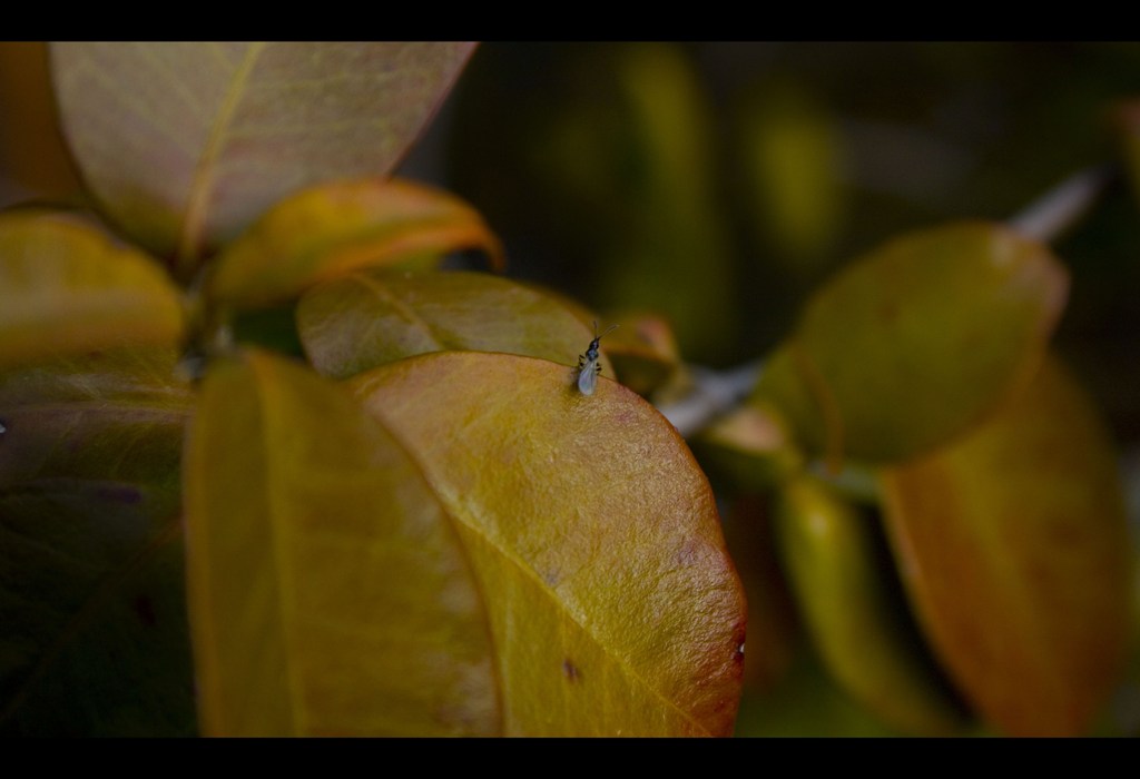 piccolo protagonista