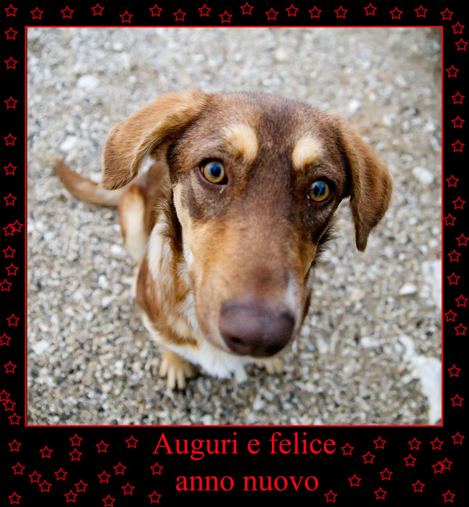 Auguri a tutti i componenti del sito