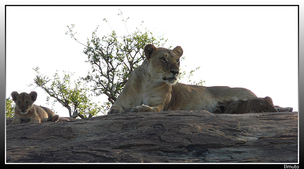 Ogni mattina in Africa...