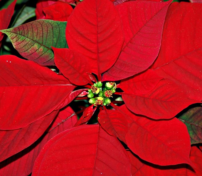 auguri di buone feste a tutti gli estimatori di belle immagini