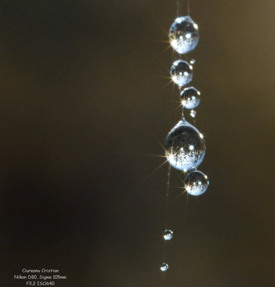 Le gocce del ragno