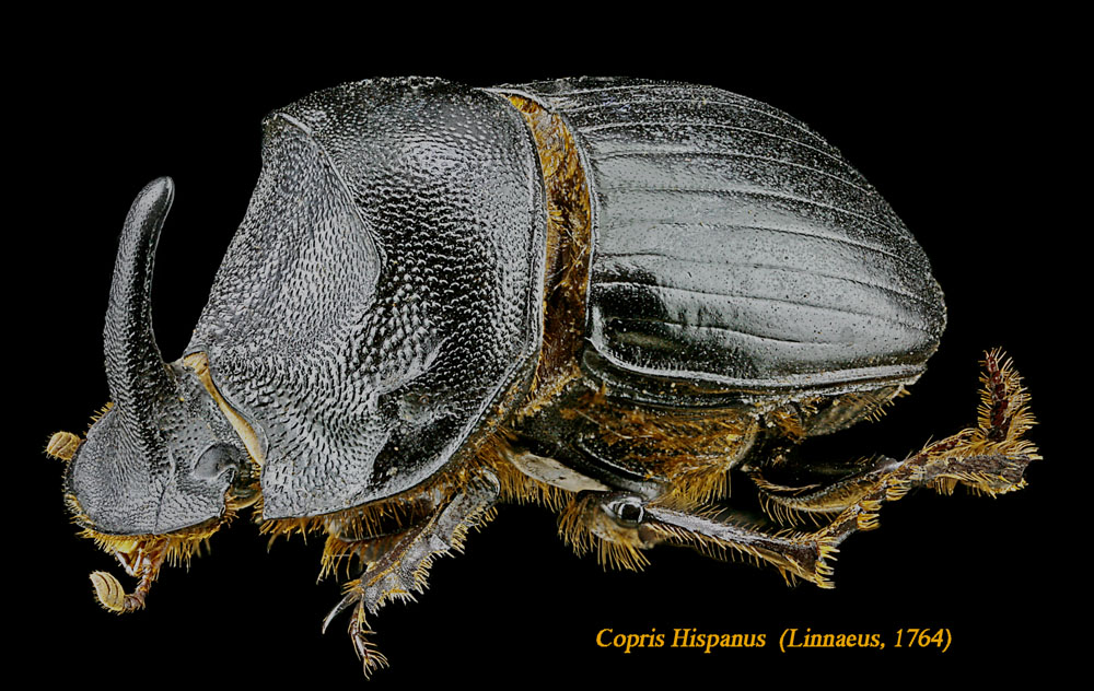 Copris Hispanus