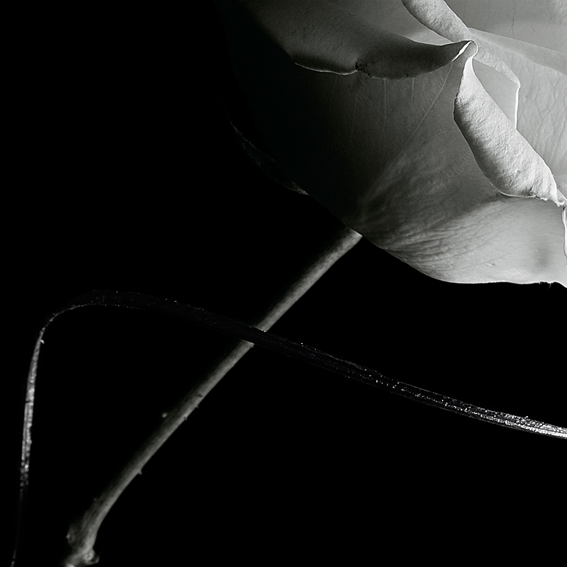 Garden Rose, Study 2