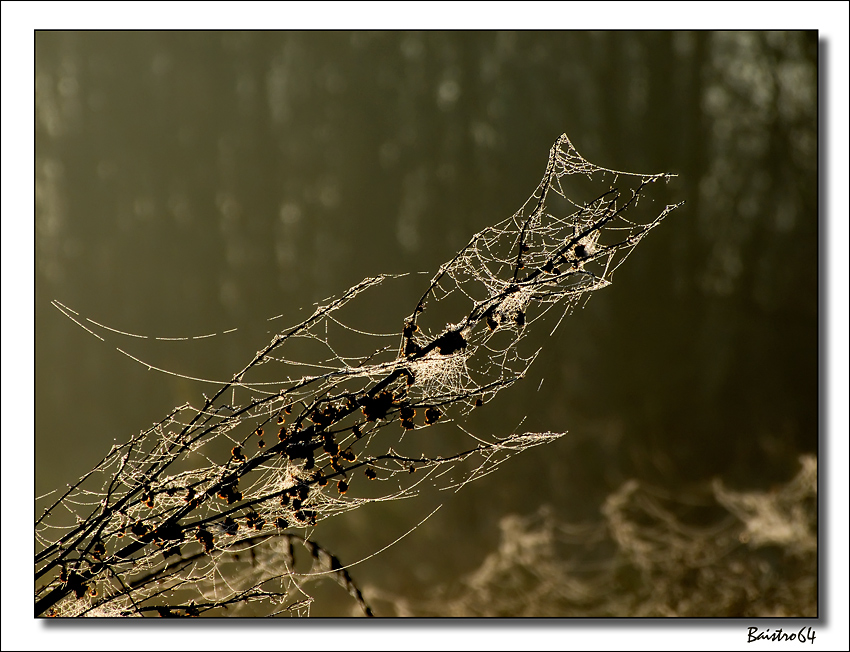 Anche i ragni costruiscono alberi di Natale...