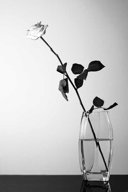 Garden Rose, Study 3