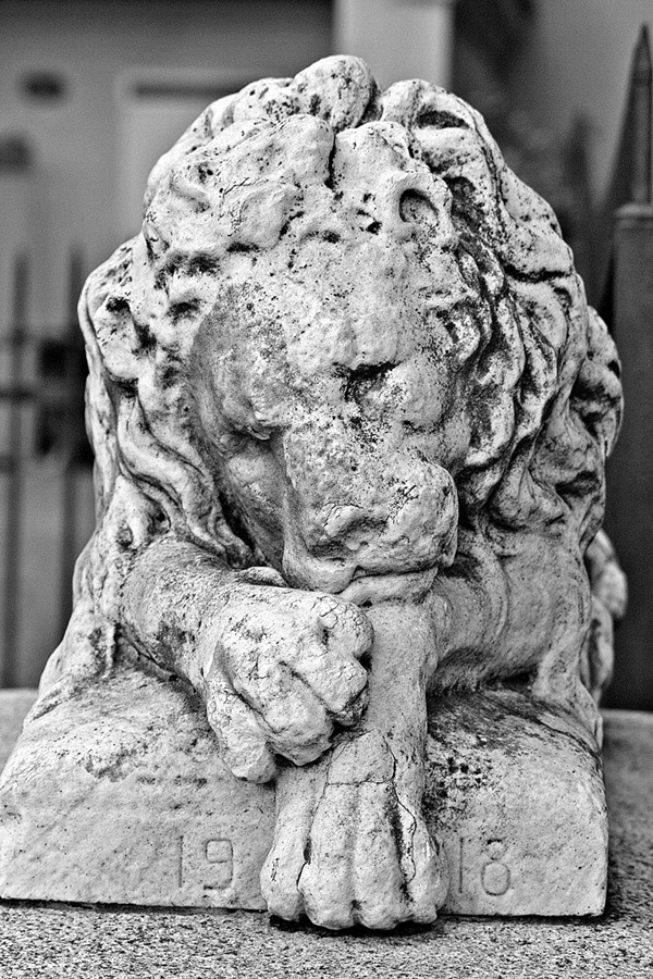 un leone che dorme dal 1918