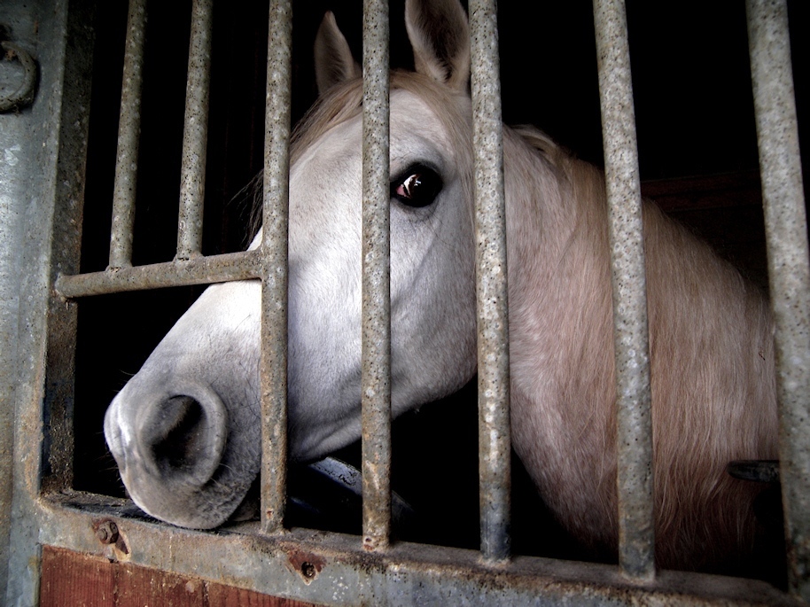 Su non esser triste, fatti Foraggio