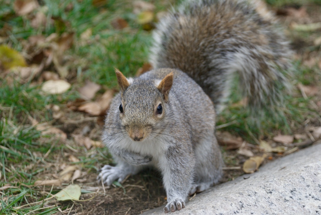 Scoiattolo curioso