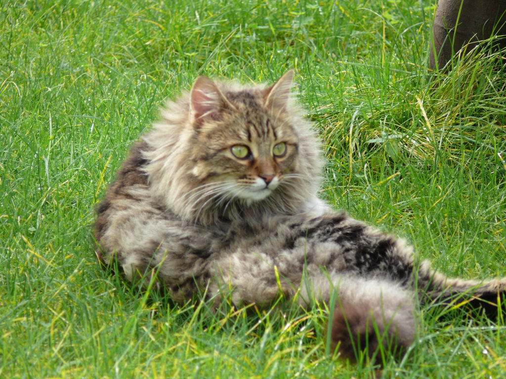 mi � sembrato di vedere un gatto.....