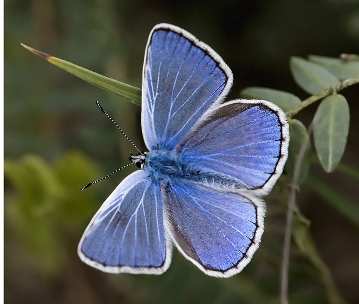 La mia giovent�. (Fotografica)