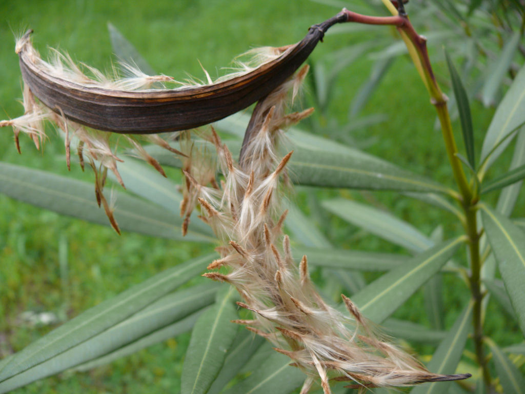 dispersi dal vento..