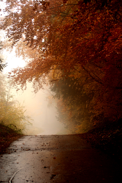 Strada forestale (taglio verticale)