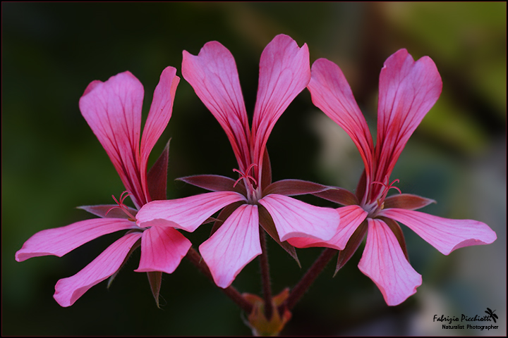 Libero arbitrio... ovvero: Black/White or Colors!