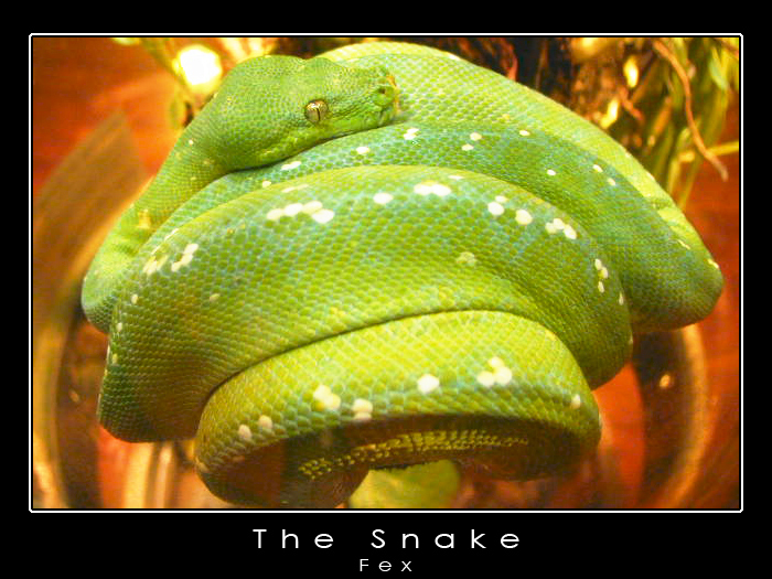 The Snake