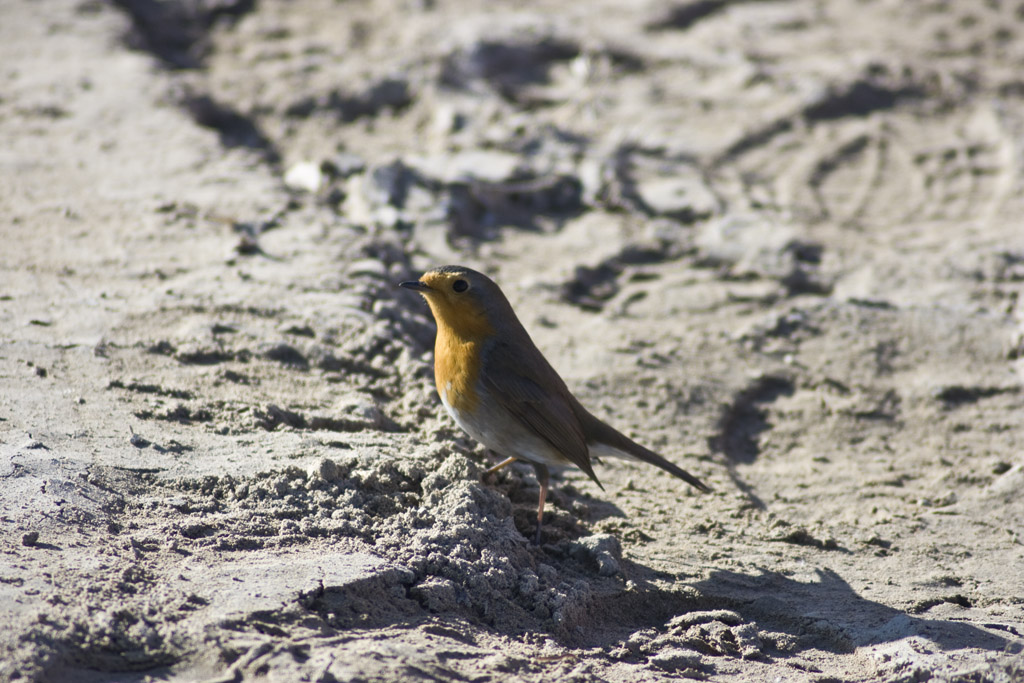 Pettirosso...credo...