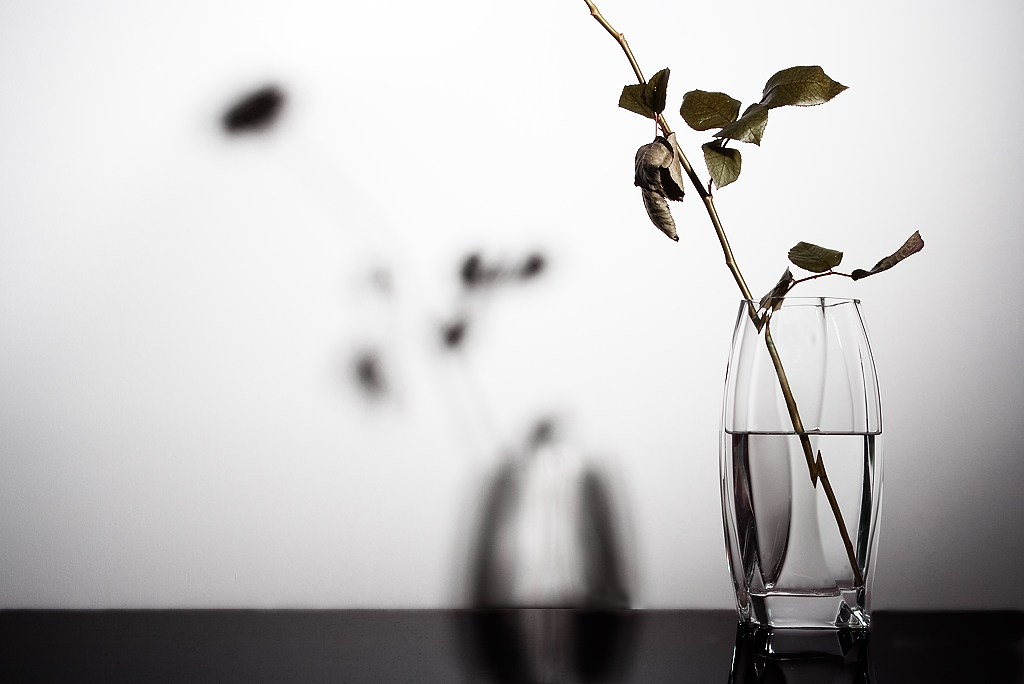 Garden Rose, Study 3