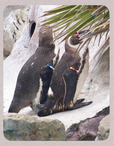 pinguini innamorati...