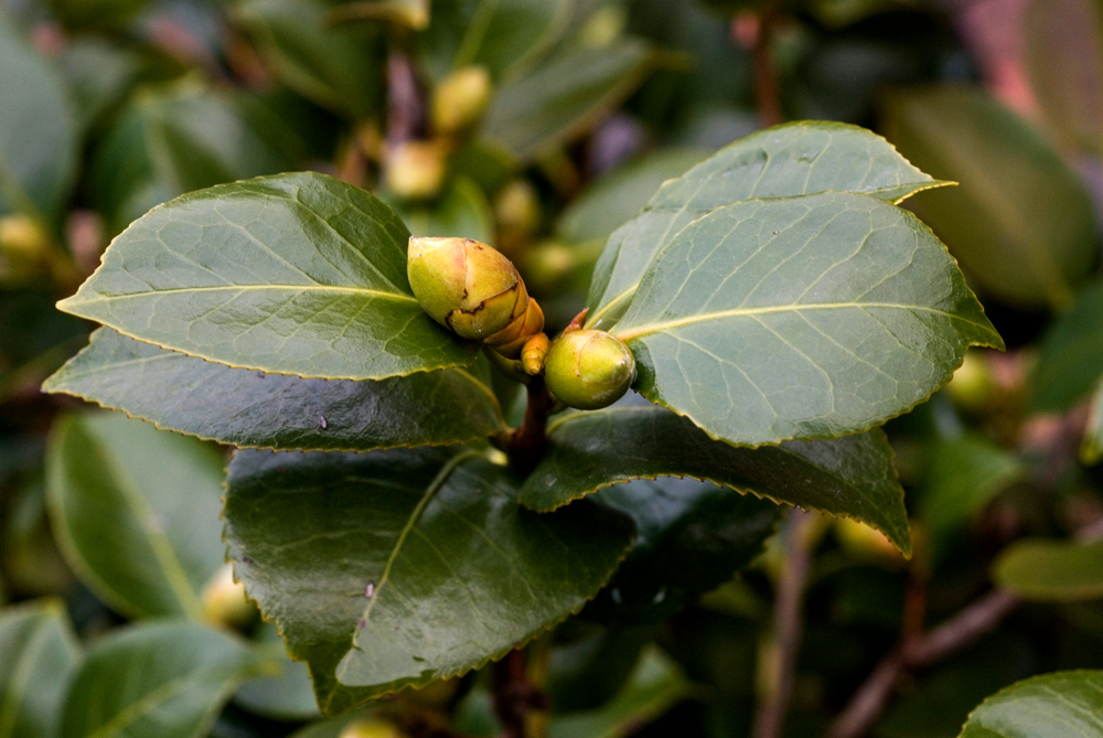 Bocciolo di camelia