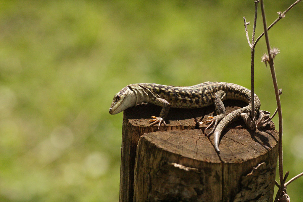 perch� mi guardavi cos�?