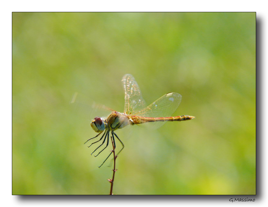 Dragon 40 - atterraggio mancato