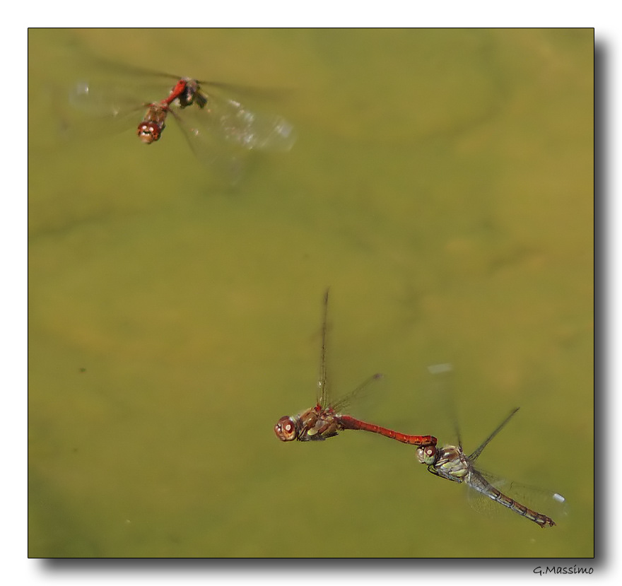 Dragon 61 - doppia coppia in volo