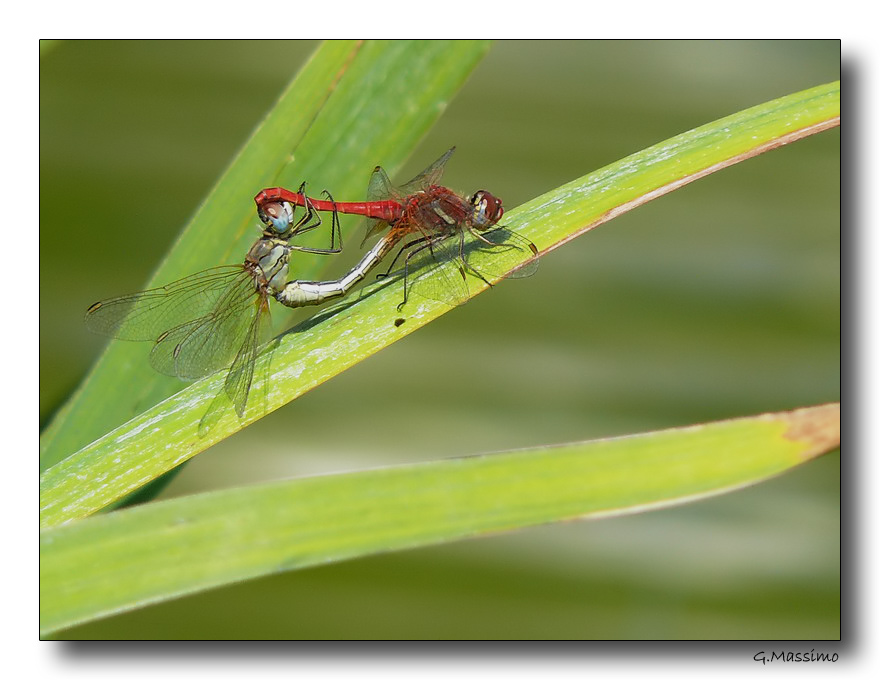 Dragon 66 - accoppiamento