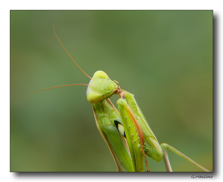 Mantis