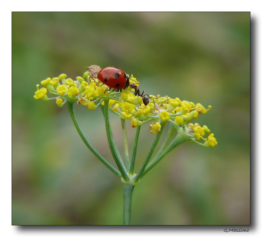 formica e coccinella - il saluto