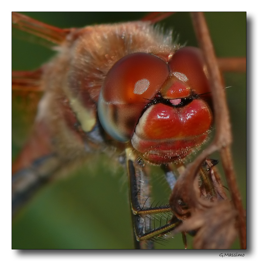 Dragon 67 - primo piano