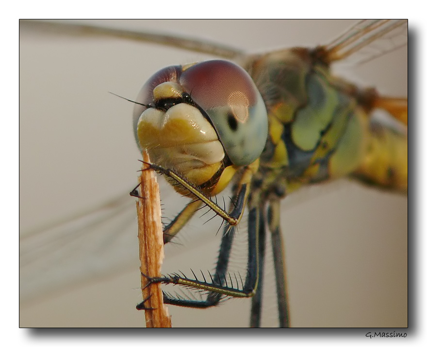 Dragon 68 - primo piano