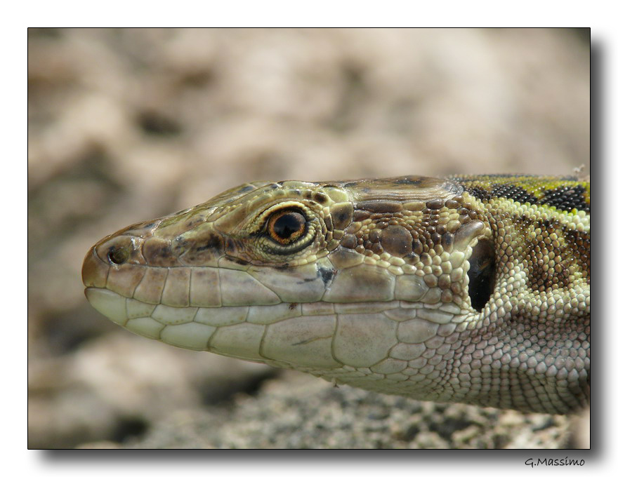 Lucertola - primo piano