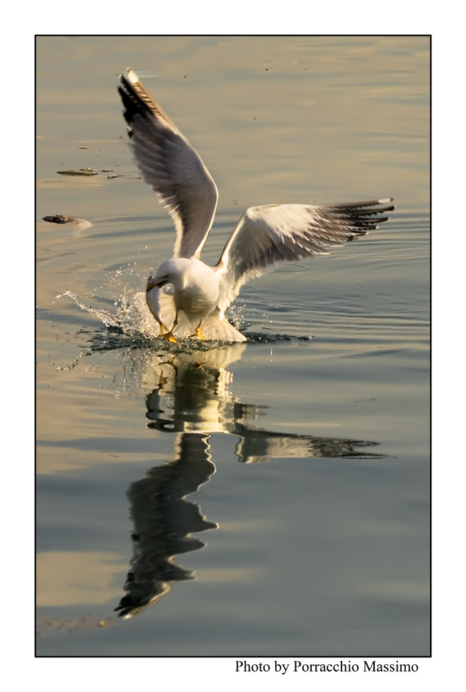 Gabbiano con la preda
