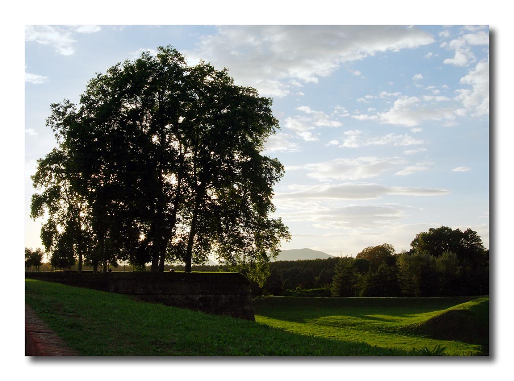 Albero Lucca