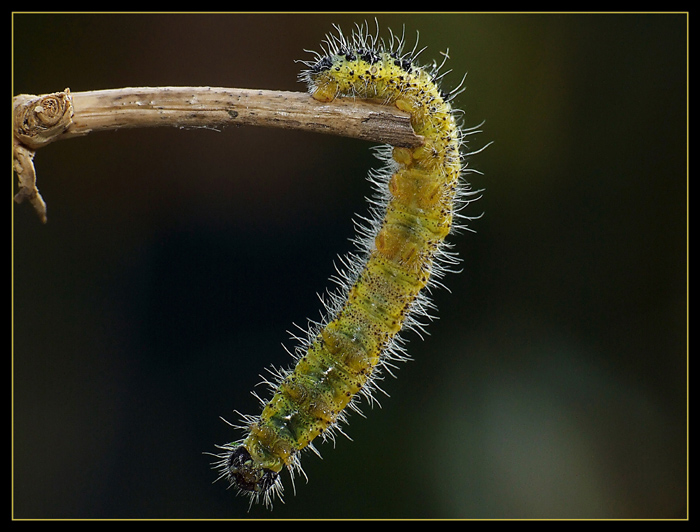 Equilibrismi .... prima della caduta