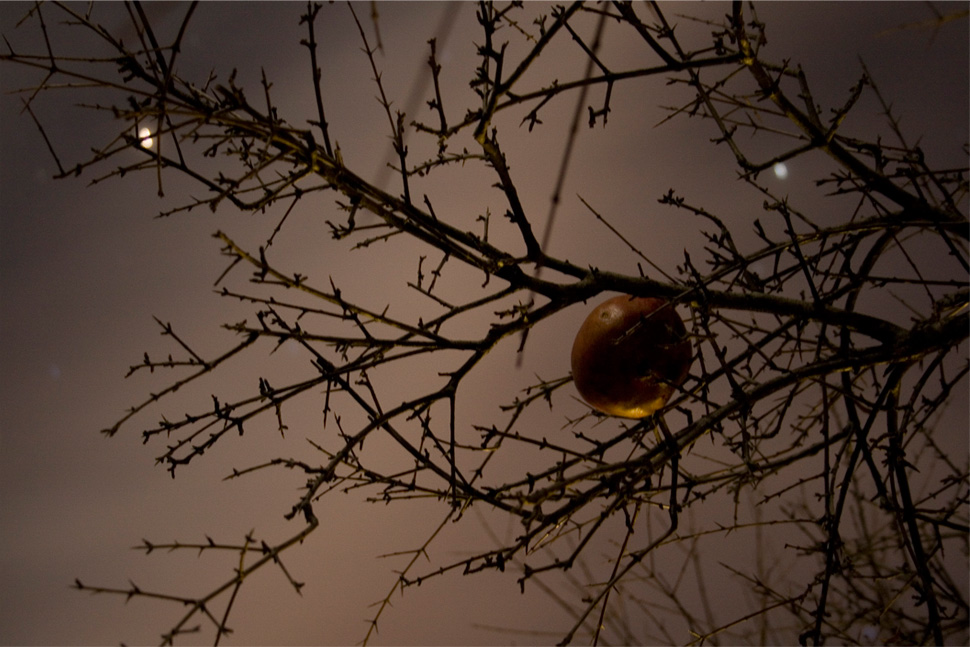 Melograno sotto le stelle