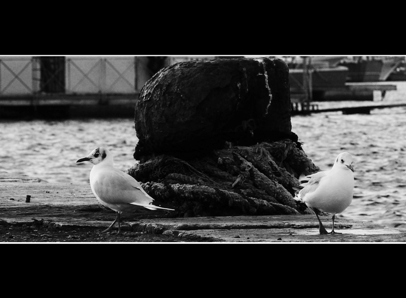 gabbiani al vecchio porto