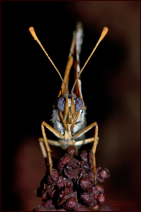 Vagamente... caravaggesca!