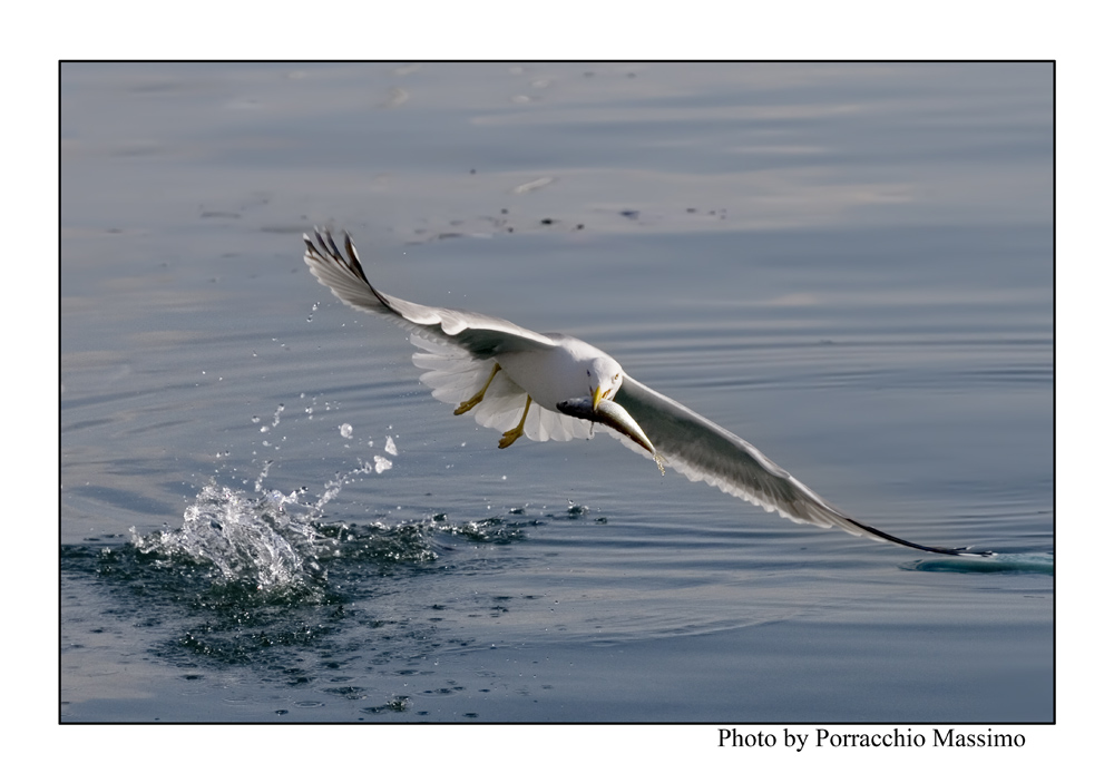 Gabbiano con la preda #2#