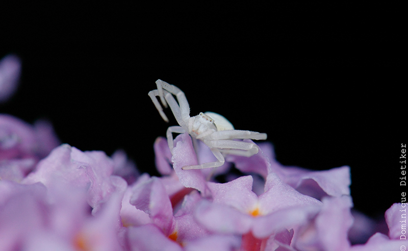 Vieni pi� vicino...