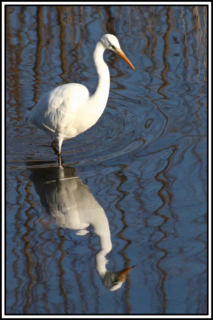 to peach between the glares