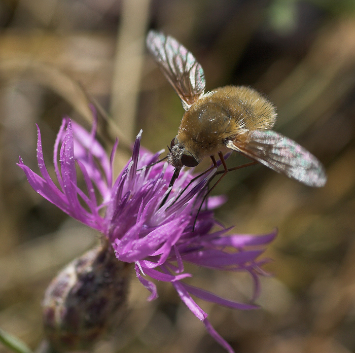 _-_- Bombylius _-_-