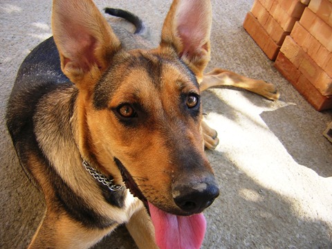 Kelly 2 (Coolpix 2100)