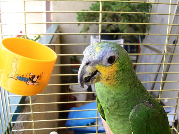 Charlie (Coolpix 3200)