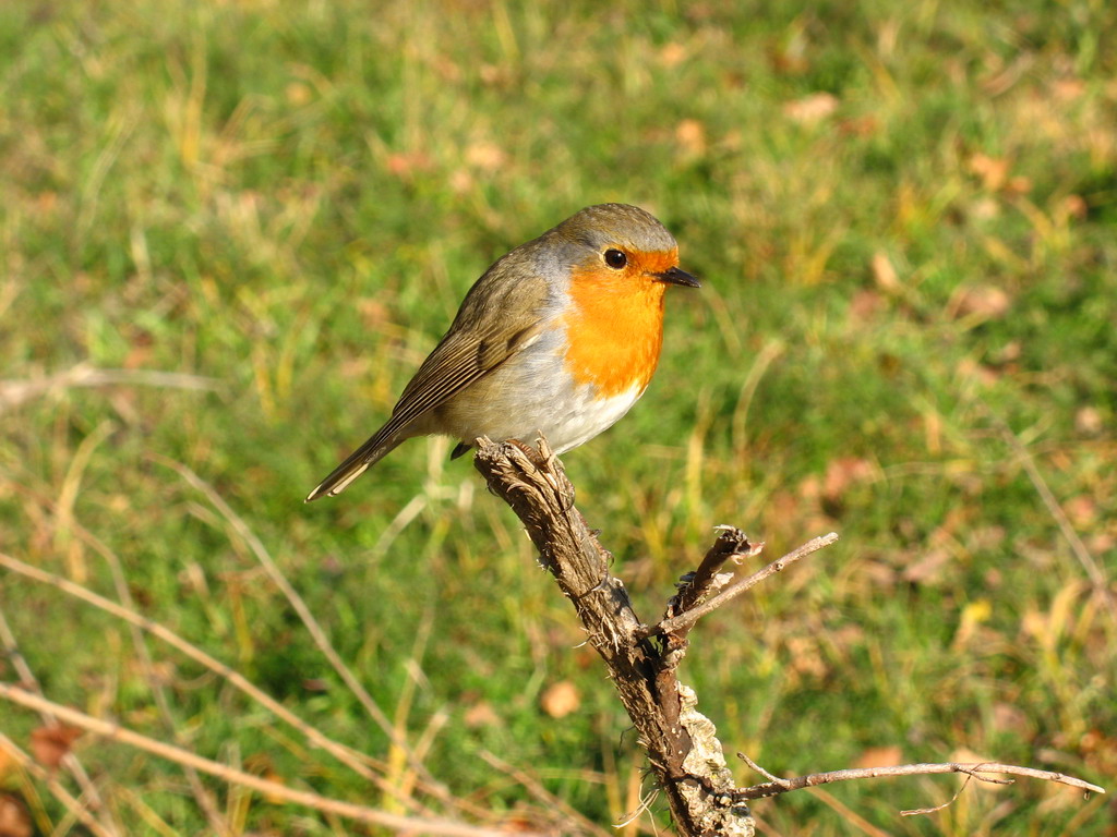 Ultimo pettirosso del 2007!