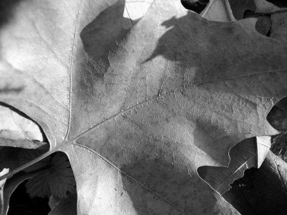 L'ultimo bacio del sole