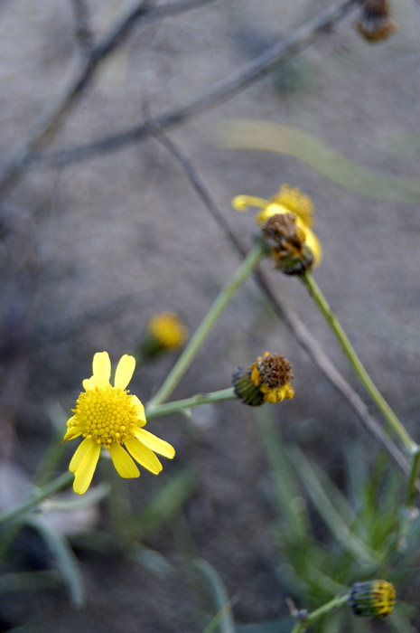 Giallo in spiaggia