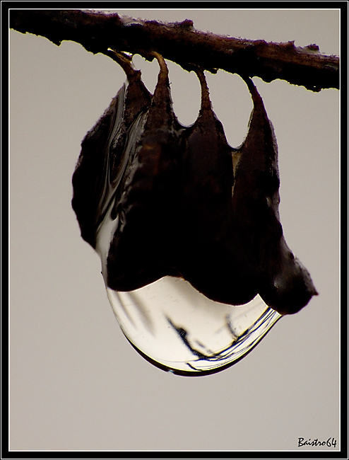 Il disgelo-Particolare