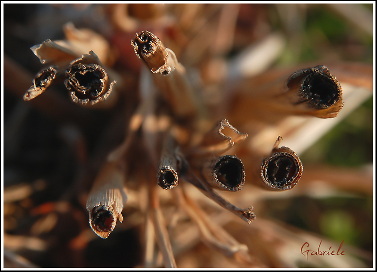 Quel che rimane del riso