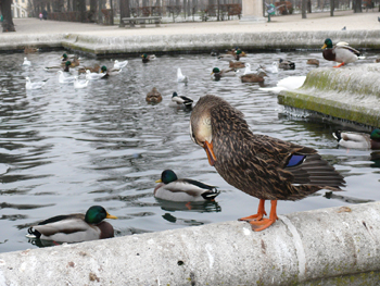 PULIZIE NATALIZIE!!!!!!!!!!!!!!